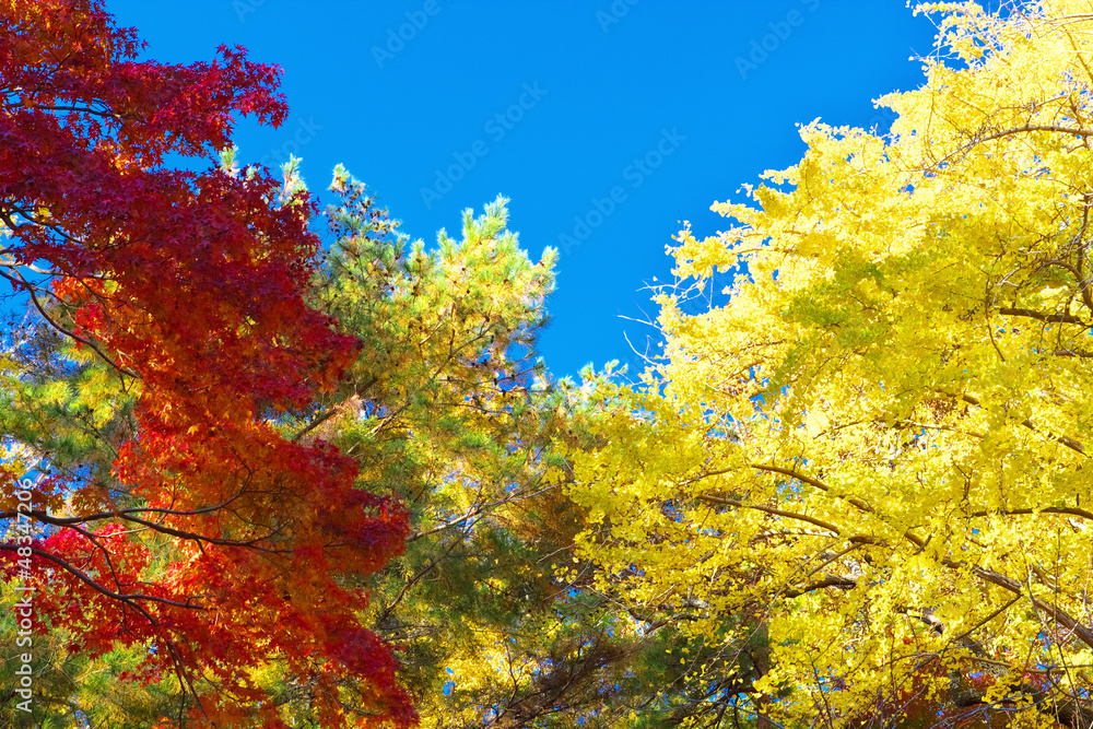 The colorful autumn leaves