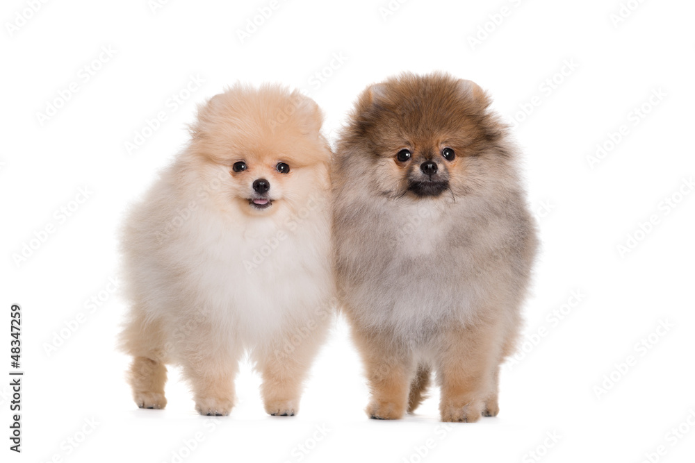 Two spitz puppy, standing on a white background