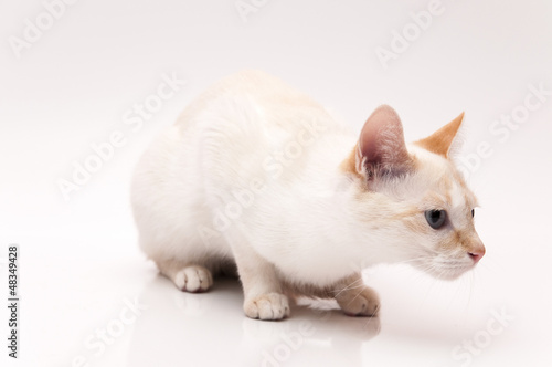 white Cat