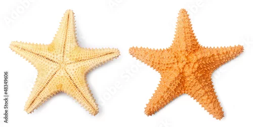 Obraz Karaibska rozgwiazda (Oreaster reticulatus).