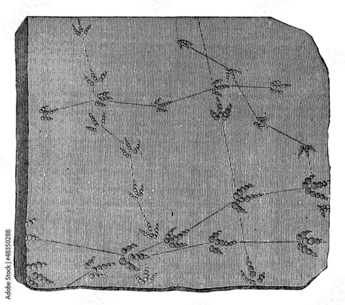 Obraz na plátně Prehistoric Fossil : FootPrints