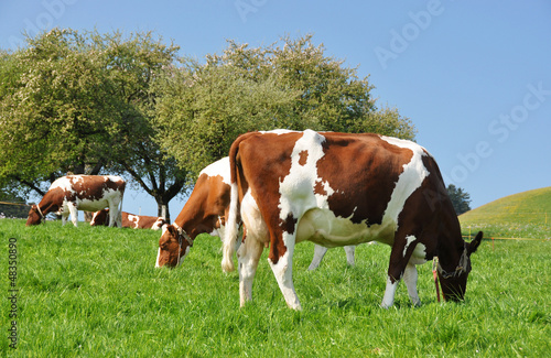Cows in Emmental region, Switzerland © HappyAlex