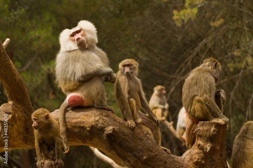Una familia de monos
