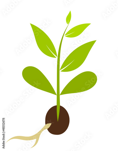 Little plant growing from seed