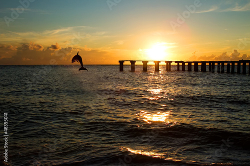 dolphin jumping out of the sea in florida