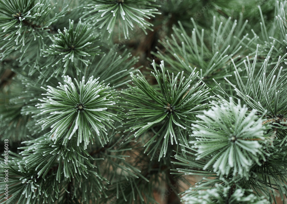 Pine needles in winter