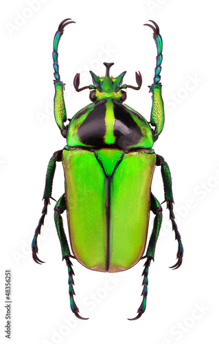 Male of Neptunides polychrous flower beetle - Tanzania photo