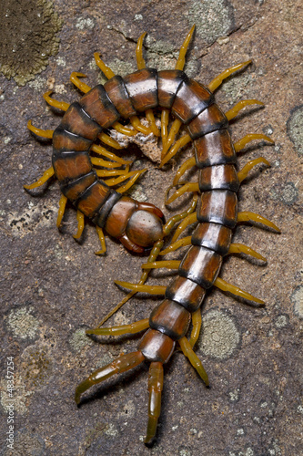 Megarian centipede (Scolopendra cingulata) photo