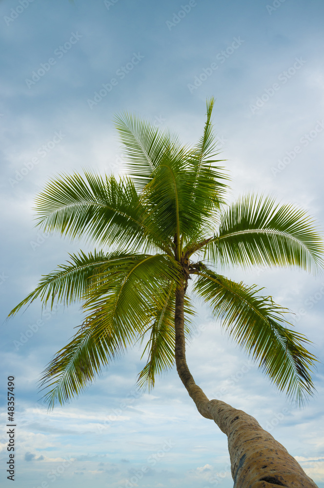Palm tree low angle