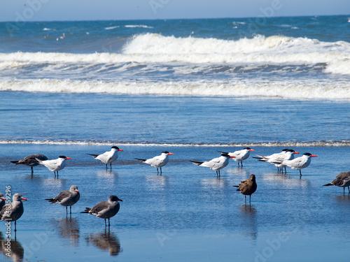 A Variety of Seabirds at the Seashore © Frank Jr