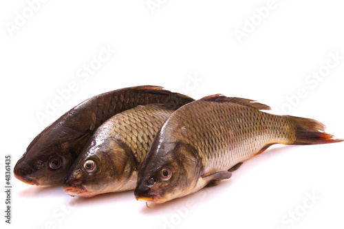 Wallpaper Mural Three fresh fish carp Torontodigital.ca