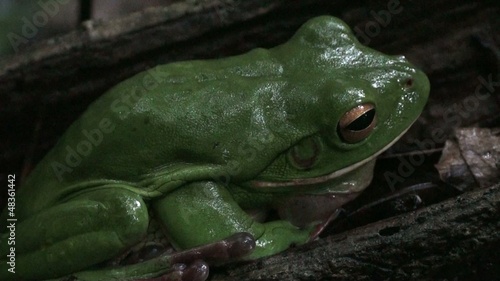 white lip tree frog