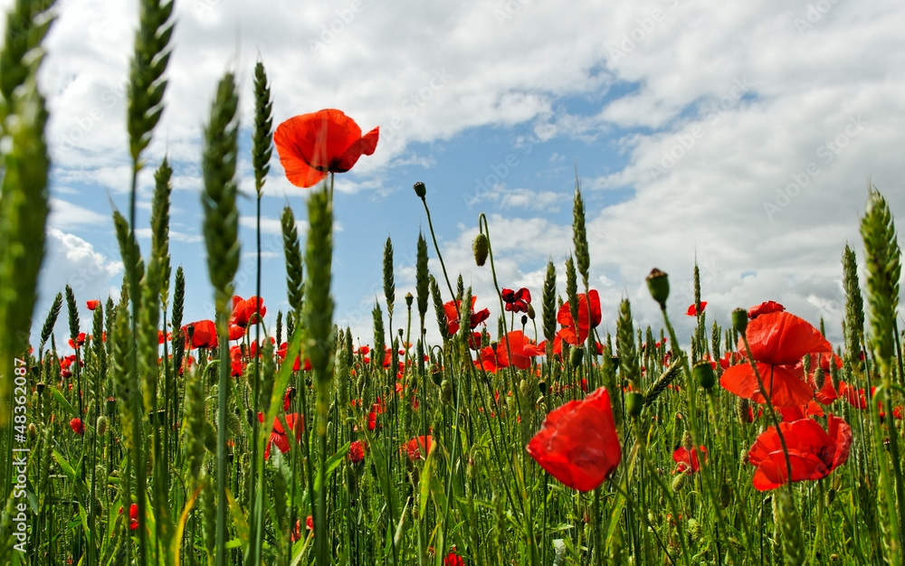 Obraz premium Poppies on the field.