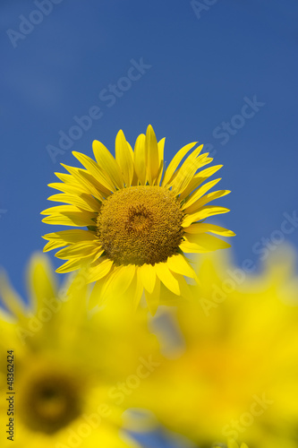 Sonnenblumen 3
