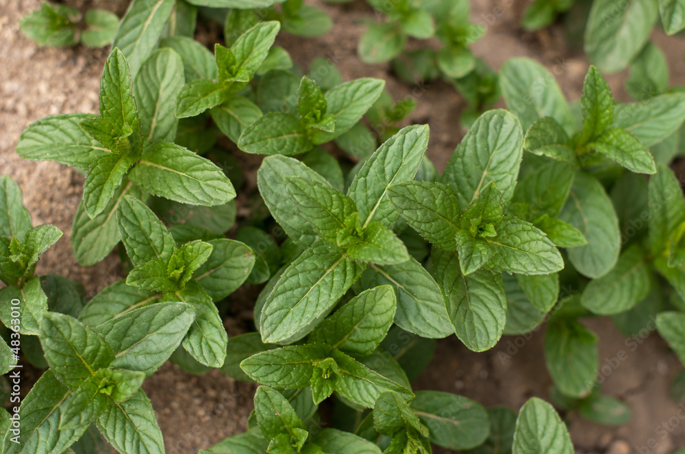Mint in the garden Mint in the garden