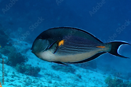 Sohal surgeonfish in the Red Sea, Egypt.