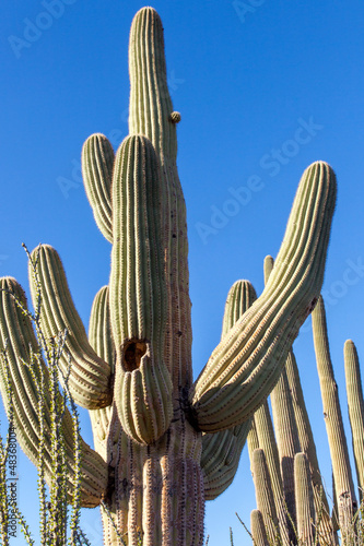 Saguaro-Kaktus in Arizona