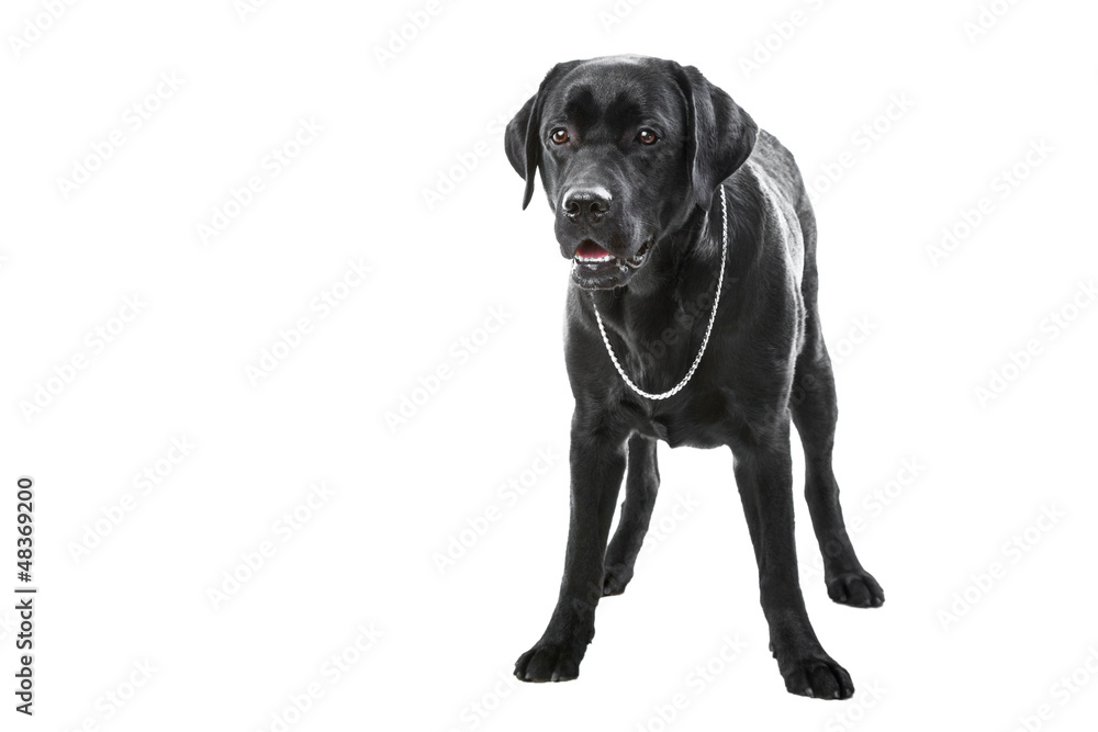 black labrador retriever dog lying on isolated white