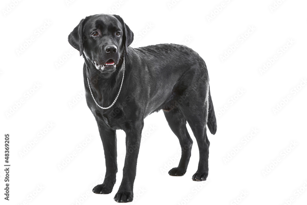 black labrador retriever dog lying on isolated white black labrador retriever dog lying on isolated white