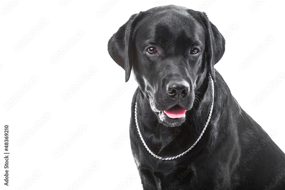 Portrait of black labrador retriever dog on isolated white