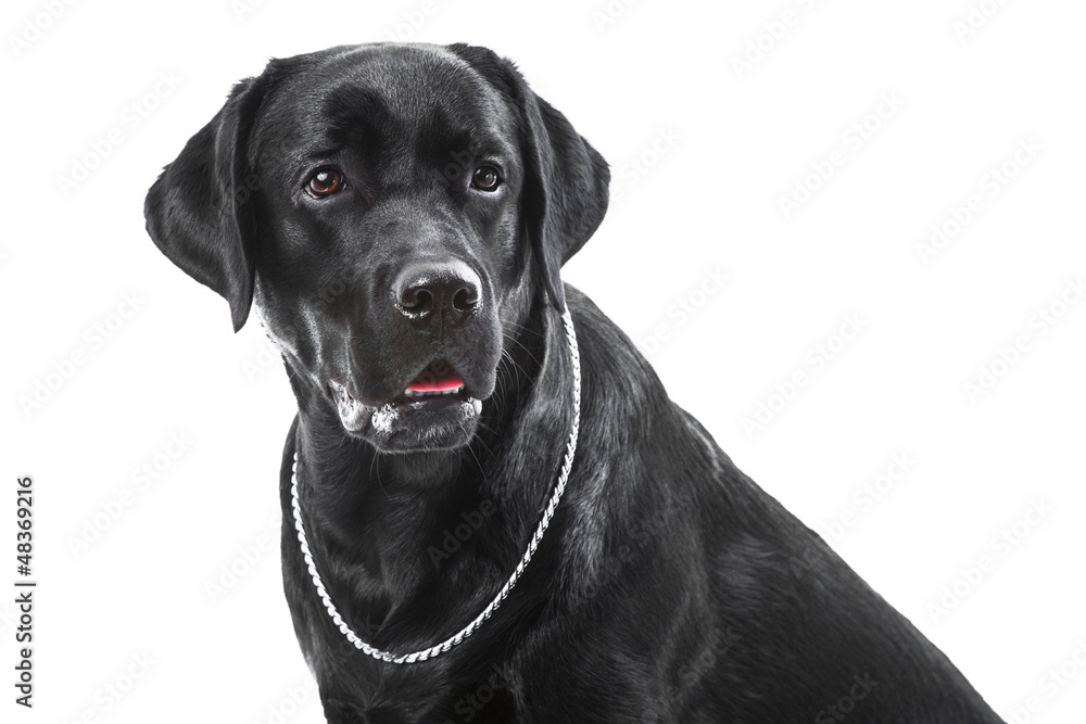 Portrait of black labrador retriever dog on isolated white Portrait of black labrador retriever dog on isolated white