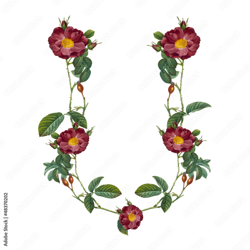 floral alphabet in white background floral alphabet in white background