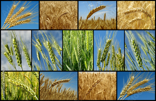 wheat collection