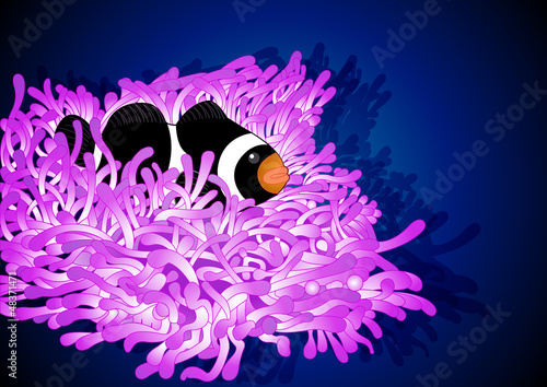 Black clownfish with anemone