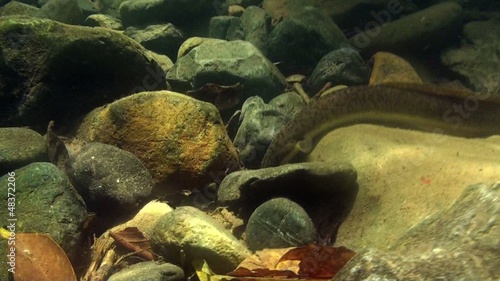 Freshwater eel