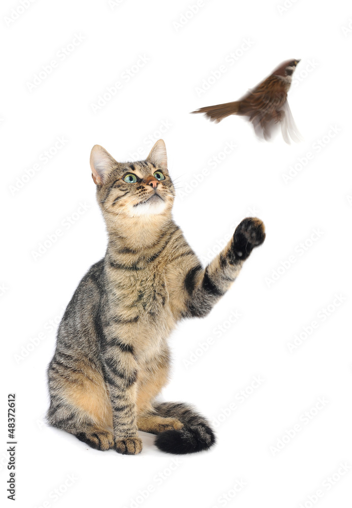 Fototapeta premium cat