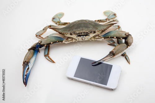 Blue crab holding mobile phone