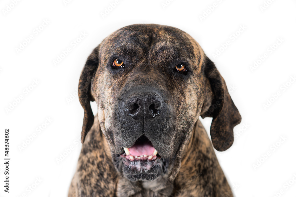 close-up portrait of the big dog close-up portrait of the big dog