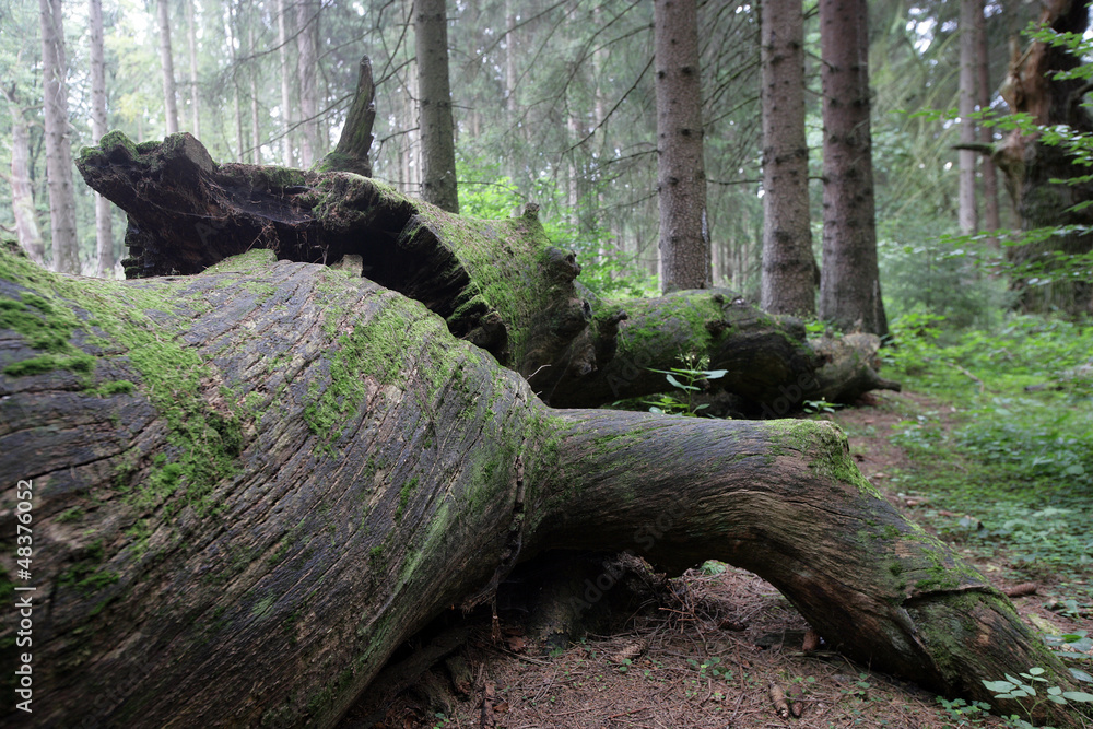 Ein umgekippter Baum Ein umgekippter Baum