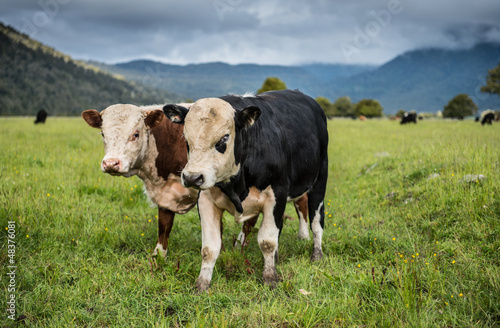 cowsin Farm at South island, New Zealand.
