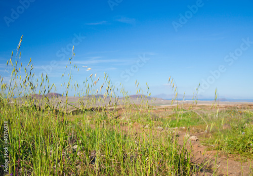 Avena canariensis