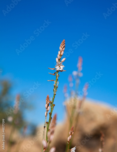 flowering Asphodelus fistulosus photo