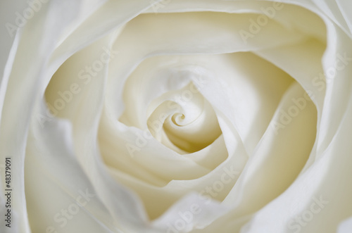 Background with close up of a white rose