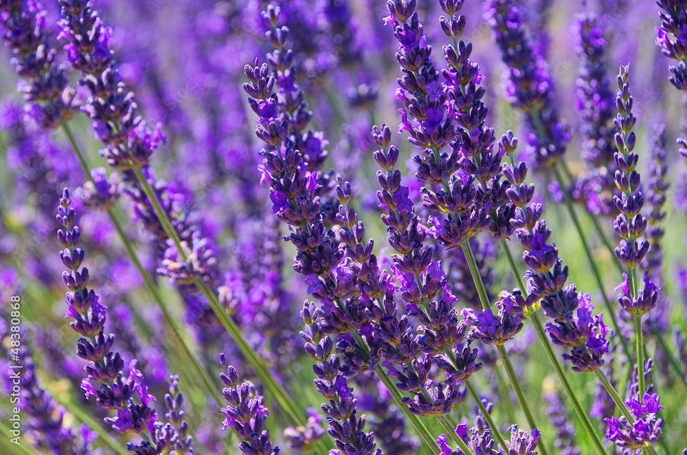 Obraz premium Lavendel - lavender 79