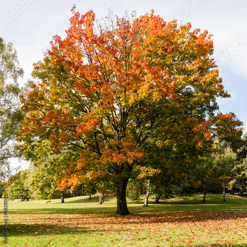 herbstbaum im park