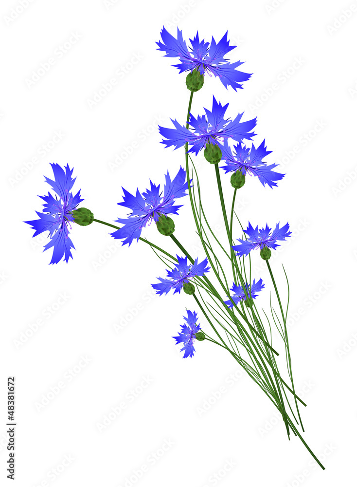 Fototapeta premium Cornflowers