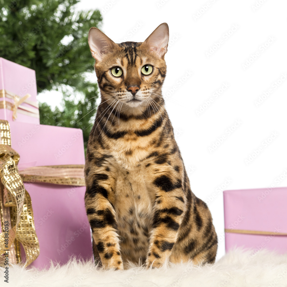 Bengal sitting in front of Christmas decorations Bengal sitting in front of Christmas decorations