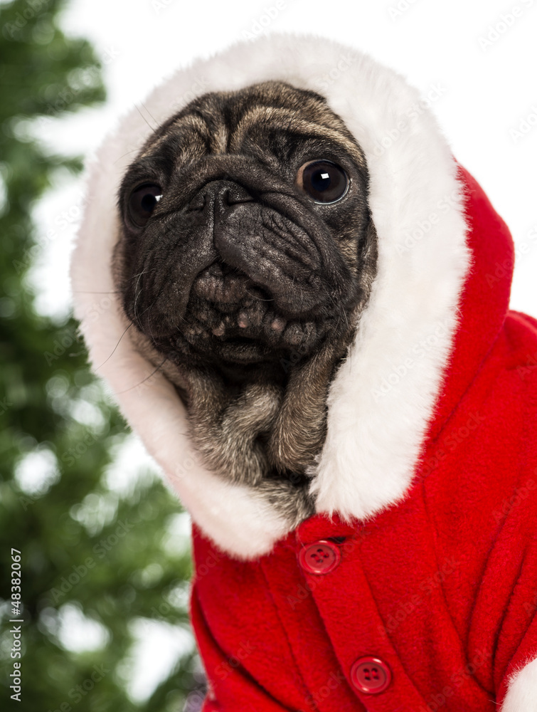 Pug dressed with a Christmas suit