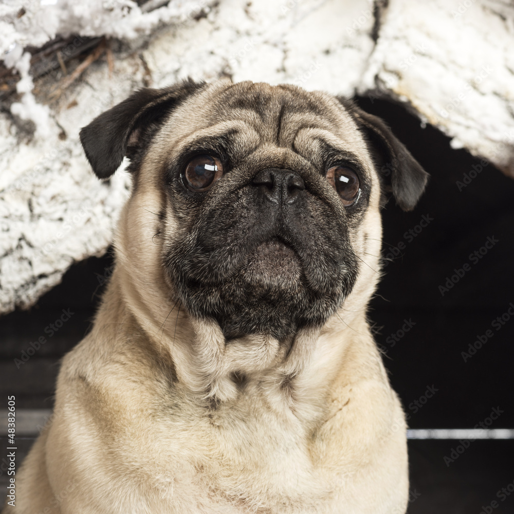 Close up of a pug in front of Christmas nativity scene