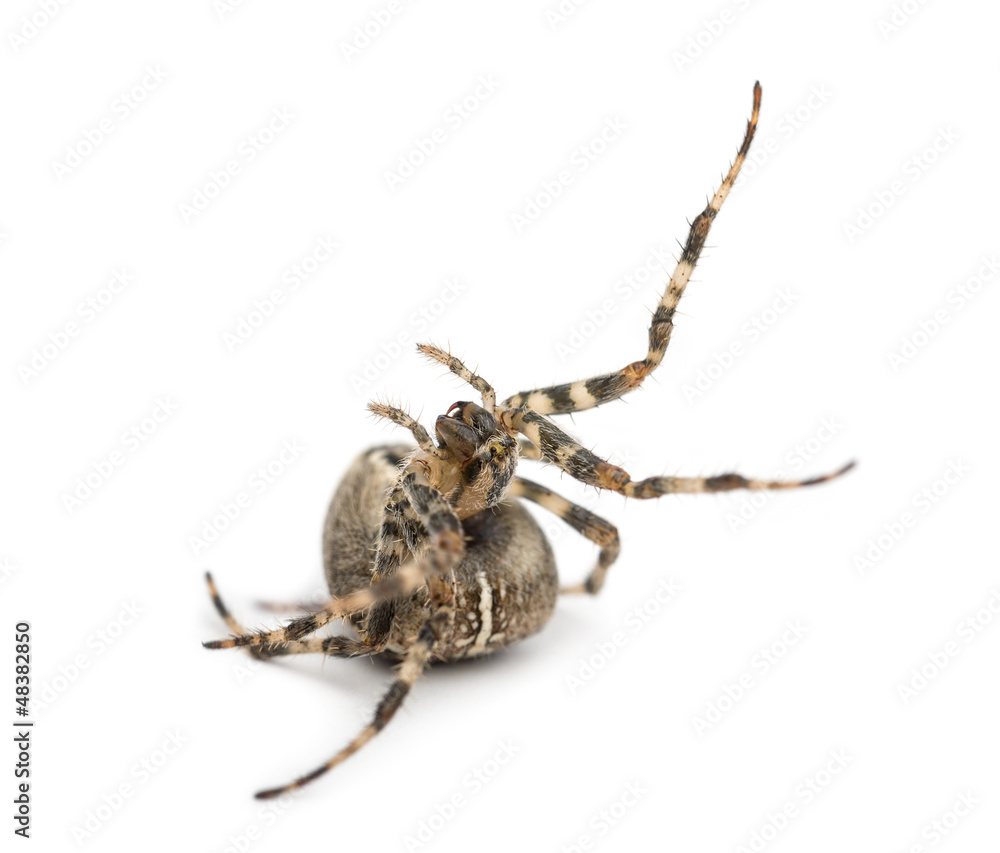 European garden spider, Araneus diadematus, rolling over European garden spider, Araneus diadematus, rolling over