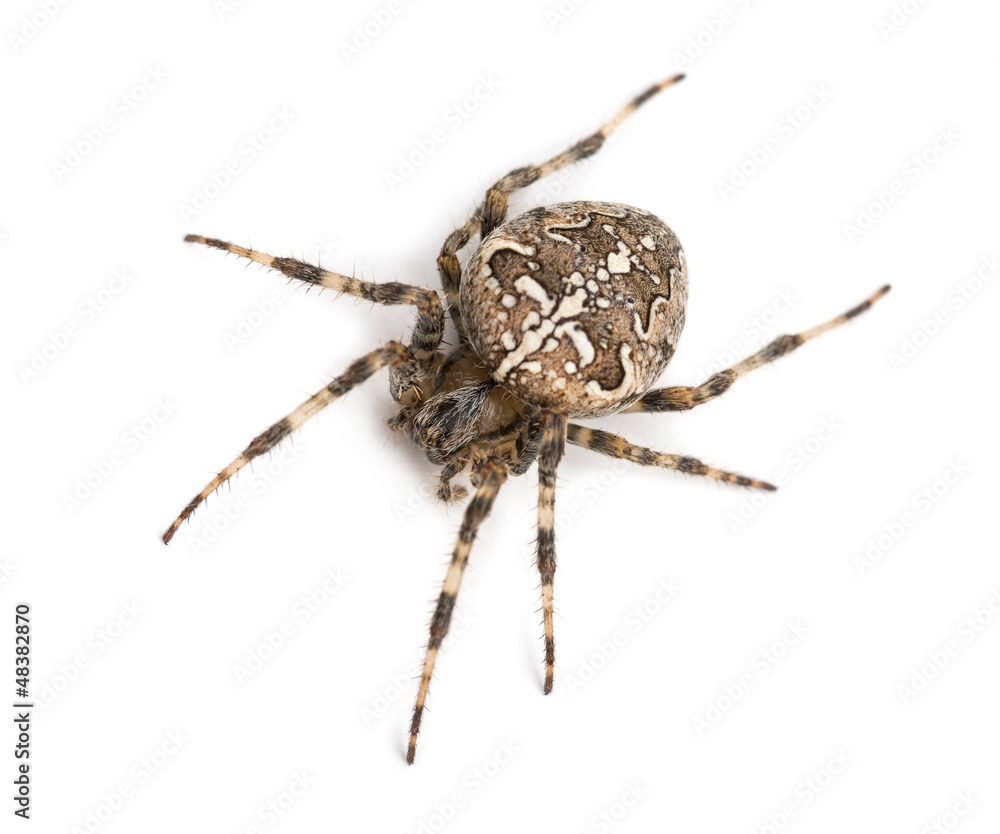 Fototapeta premium Top view of an European garden spider