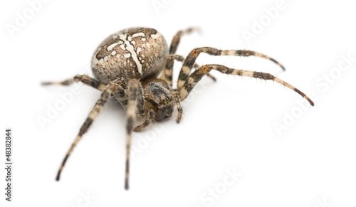 European garden spider against white background