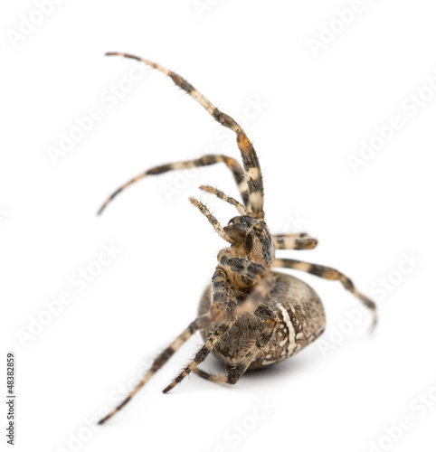 European garden spider, Araneus diadematus, rolling over