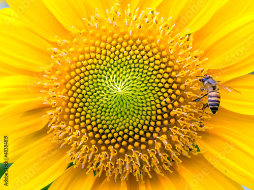 Close Up of Sunflower with bee