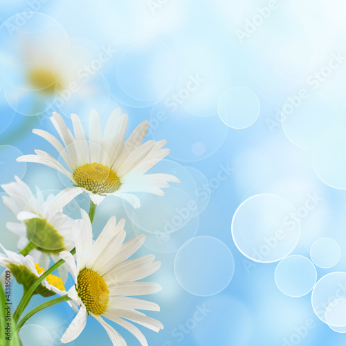 Fotografie daisywheels