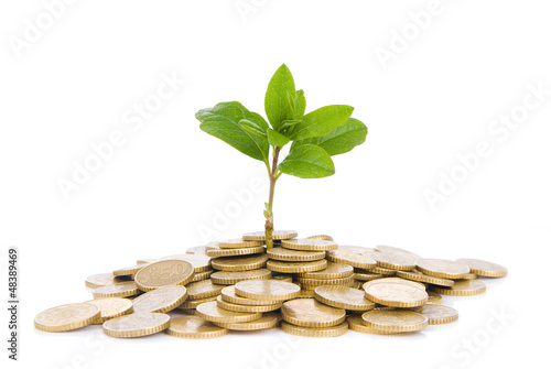 Coins and plant, isolated on white background
